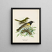 Männchen und Weibchen umgeben von Pogonornis - John Gerrard Keulemans — gerahmtes Bild an der Wand