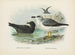 Puffin fuligineux et Puffin de Lessoni - John Gerrard Keulemans — Ansicht des Kunstwerks