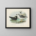 Puffin fuligineux et Puffin de Lessoni - John Gerrard Keulemans — gerahmtes Bild an der Wand