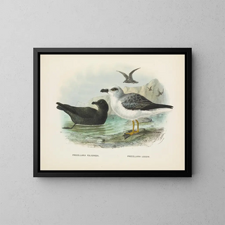 John Gerrard Keulemans - Procellaria fuliginosa and Procellaria lessoni.webp