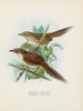 Spenoeacus punctatus und Spenoeacus rufescens - John Gerrard Keulemans — Ansicht des Kunstwerks