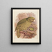 Le Kakapo ou perroquet hibou Stringops habroptilus - John Gerrard Keulemans — gerahmtes Bild an der Wand