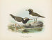 Thinornis novaezelandiae adulte et jeune - John Gerrard Keulemans — Ansicht des Kunstwerks