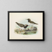 Thinornis novaezelandiae adulte et jeune - John Gerrard Keulemans — gerahmtes Bild an der Wand