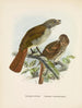 Turnagra hectori und Turnagra crassirostris - John Gerrard Keulemans — Ansicht des Kunstwerks