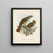 Turnagra hectori und Turnagra crassirostris - John Gerrard Keulemans — gerahmtes Bild an der Wand