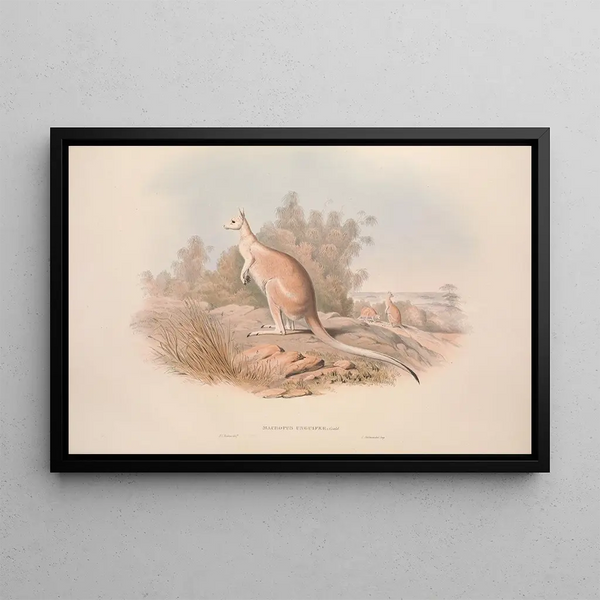 Eine Monographie der Macropodidae oder Familie der Kängurus Pl04 - John Gould — gerahmtes Bild an der Wand
