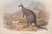 Eine Monographie der Macropodidae oder Familie der Kängurus Pl05 - John Gould — Ansicht des Kunstwerks