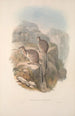 Eine Monographie der Macropodidae oder Familie der Kängurus Pl06 - John Gould — Ansicht des Kunstwerks