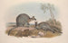 Eine Monographie der Macropodidae oder Familie der Kängurus Pl07 - John Gould — Ansicht des Kunstwerks