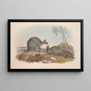 John Gould - A monograph of the Macropodidae or family of kangaroos Pl07.webp