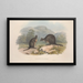 Eine Monographie der Macropodidae oder Familie der Kängurus Pl10 - John Gould — gerahmtes Bild an der Wand