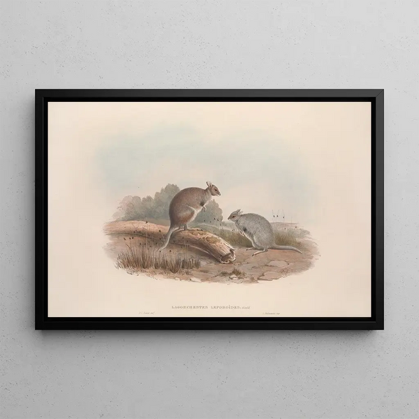 Eine Monographie der Macropodidae oder Familie der Kängurus Pl12 - John Gould — gerahmtes Bild an der Wand