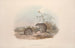 Eine Monographie der Macropodidae oder Familie der Kängurus Pl15 - John Gould — Ansicht des Kunstwerks