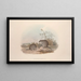 Eine Monographie der Macropodidae oder Familie der Kängurus Pl15 - John Gould — gerahmtes Bild an der Wand