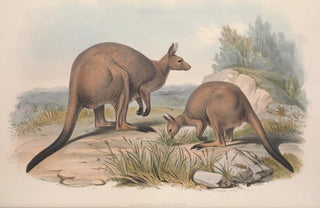 John Gould - A monograph of the Macropodidae or family of kangaroos Pl16.webp