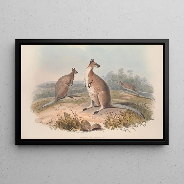 Eine Monographie der Macropodidae oder Familie der Kängurus Pl17 - John Gould — gerahmtes Bild an der Wand