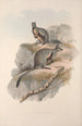 Eine Monographie der Macropodidae oder Familie der Kängurus Pl24 - John Gould — Ansicht des Kunstwerks