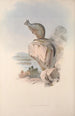 Eine Monographie der Macropodidae oder Familie der Kängurus Pl25 - John Gould — Ansicht des Kunstwerks