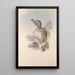 Eine Monographie der Macropodidae oder Familie der Kängurus Pl25 - John Gould — gerahmtes Bild an der Wand