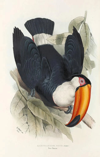 John Gould - A monograph of the Ramphastidae or family of toucans Pl06.webp