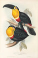 Eine Monographie der Ramphastidae oder Familie der Tukanvögel Pl10 - John Gould — Ansicht des Kunstwerks