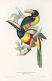 Eine Monographie der Ramphastidae oder Familie der Tukanvögel Pl12 - John Gould — Ansicht des Kunstwerks