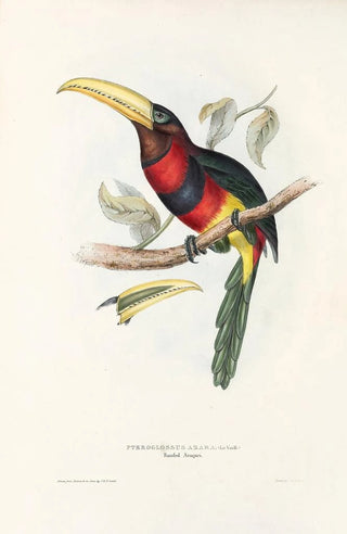 John Gould - A monograph of the Ramphastidae or family of toucans Pl17.webp