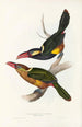 Eine Monographie der Ramphastidae oder Familie der Tukanvögel Pl22 - John Gould — Ansicht des Kunstwerks