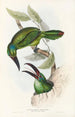Eine Monographie der Ramphastidae oder Familie der Tukanvögel Pl32 - John Gould — Ansicht des Kunstwerks