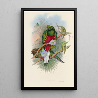 John Gould - A monograph of the Trogonidae or family of trogons Pl01.webp