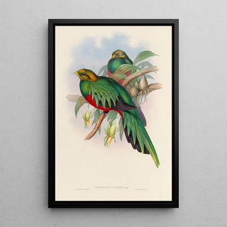 John Gould - A monograph of the Trogonidae or family of trogons Pl03.webp