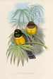 Eine Monographie der Trogonidae oder Familie der Trogons Pl06 - John Gould — Ansicht des Kunstwerks