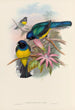 Eine Monographie der Trogonidae oder Familie der Trogone Pl08 - John Gould — Ansicht des Kunstwerks