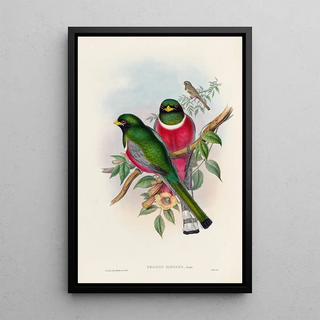John Gould - A monograph of the Trogonidae or family of trogons Pl16.webp