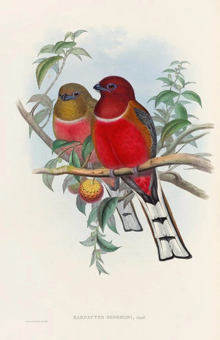 John Gould - A monograph of the Trogonidae or family of trogons Pl21.webp