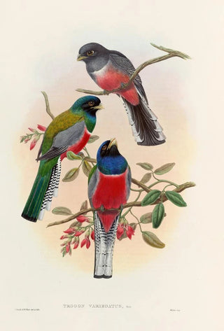 John Gould - A monograph of the Trogonidae or family of trogons Pl42.webp