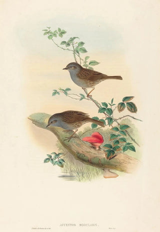 John Gould - Accentor modularis.webp