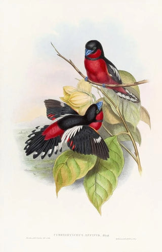 John Gould - Allied Eurylaime.webp