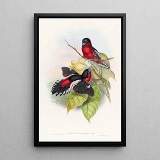 John Gould - Allied Eurylaime.webp