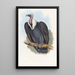 Vautour du Bengale - John Gould — gerahmtes Bild an der Wand