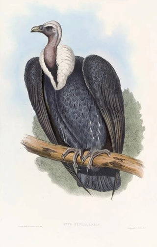 John Gould - Bengal Vulture.webp