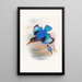 Martin-Pêcheur blau und weiß - John Gould — gerahmtes Bild an der Wand