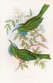 Nyctiornis à gorge bleue - John Gould — Ansicht des Kunstwerks