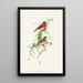 Carpodacus erythrinus - John Gould — gerahmtes Bild an der Wand