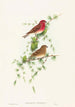 Carpodacus erythrinus - John Gould — Ansicht des Kunstwerks