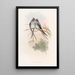 Hémiprocné couronné - John Gould — gerahmtes Bild an der Wand