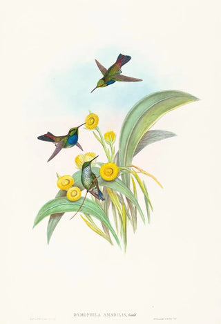 John Gould - Damophila amabilis.webp