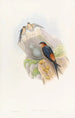 Hirondelle mosquée daurienne - John Gould — Ansicht des Kunstwerks