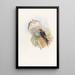Hirondelle mosquée daurienne - John Gould — gerahmtes Bild an der Wand